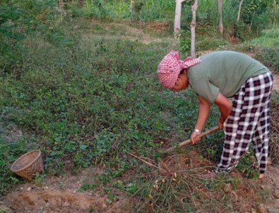 पाँच मुरीभन्दा बढी बदाम फलाउनेलाई पुरस्कार !   